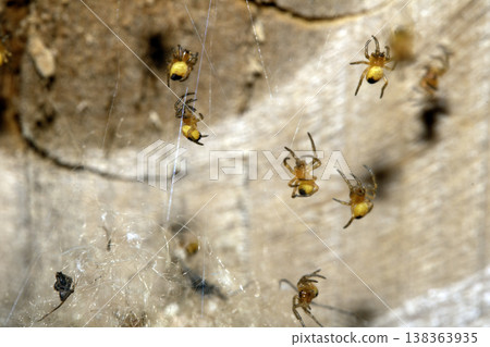 Close up of newborn tiny baby garden spiders newly hatched Close up of newborn tiny baby garden spiders newly hatched 138363935