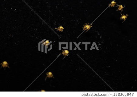 Close up of newborn tiny baby garden spiders newly hatched 138363947