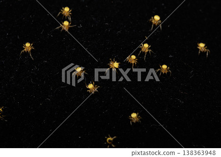 Close up of newborn tiny baby garden spiders newly hatched 138363948