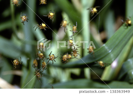 Close up of newborn tiny baby garden spiders newly hatched 138363949