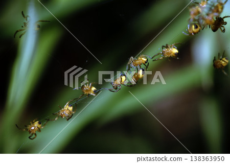 Close up of newborn tiny baby garden spiders newly hatched 138363950