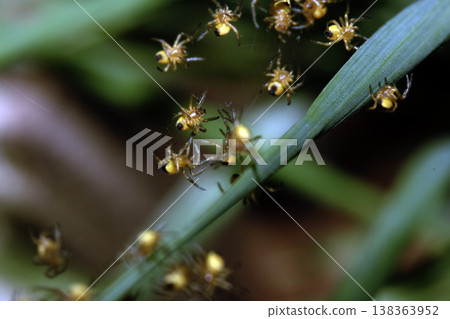 Close up of newborn tiny baby garden spiders newly hatched Close up of newborn tiny baby garden spiders newly hatched 138363952