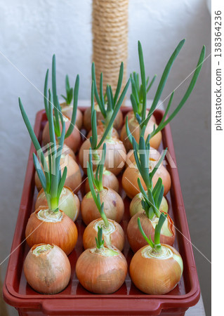 Yellow onion bulbs growing fresh green shoots indoors. Vertical view of sprouting vegetables in container Yellow onion bulbs growing fresh green shoots indoors. Vertical view of sprouting vegetables in container 138364236