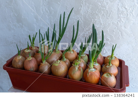 Growing green onions from bulbs at home. Fresh onion feathers in container for indoor vegetable gardening Growing green onions from bulbs at home. Fresh onion feathers in container for indoor vegetable gardening 138364241