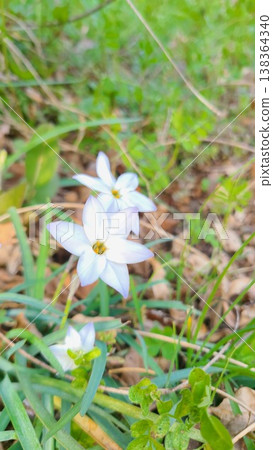 Beautifully lined up, blooming star-of-Bethlehem Beautifully lined up, blooming star-of-Bethlehem 138364340