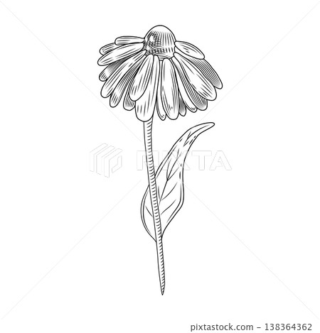 Hand-drawn chamomile flower. Vector illustration depicting a wildflower with petals and leaves. Vector illustration for nature-themed designs, greeting card elements, and decor. 138364362
