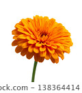 Bright Orange Flower With Many Petals Standing on Thin Green Stem Against White Background 138364414