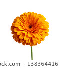 Bright Orange Flower Stands Tall Against a White Background During Daylight 138364416