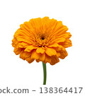 Bright Orange Flower Stands Tall Against a White Background During Daylight 138364417