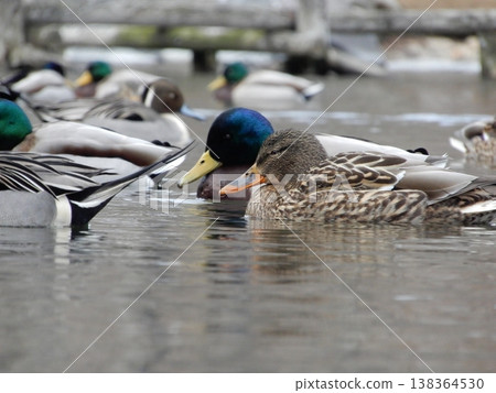 Mallard ducks at Kintaro Pond in Tomakomai City Mallard ducks at Kintaro Pond in Tomakomai City 138364530