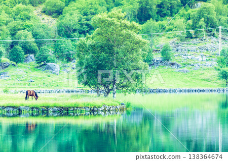 Horse on pasture on lake shore Horse on pasture on lake shore 138364674