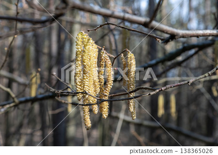 Flowering hazel catkins on branches in early spring Flowering hazel catkins on branches in early spring 138365026