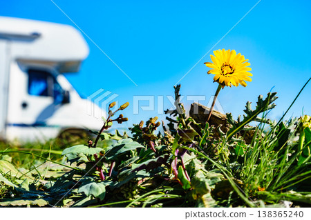 Yellow spring flower and caravan camping Yellow spring flower and caravan camping 138365240