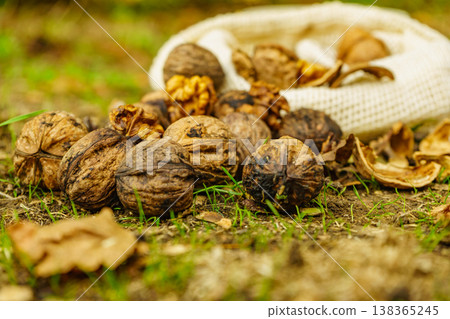 Walnut whole and kernels outdoors on ground. Walnut whole and kernels outdoors on ground. 138365245