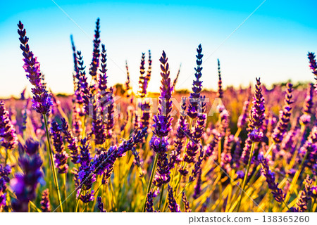 Lavender field at sunset light Lavender field at sunset light 138365260