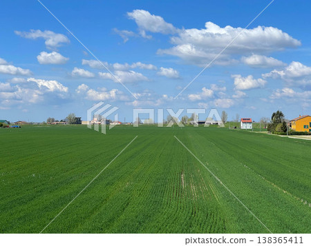 Green cereal plantation landscape. Ferrara, Italy Green cereal plantation landscape. Ferrara, Italy 138365411