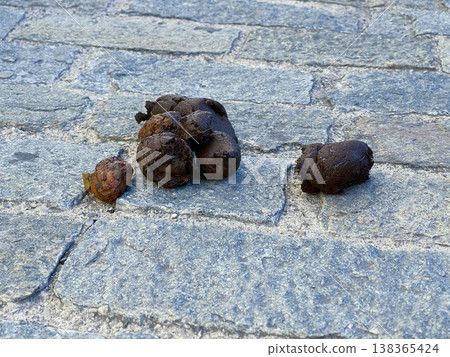 Dog shit on a stone sidewalk, Ferrara, Italy 138365424