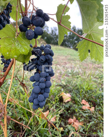 Black grapes from a vineyard, Parma, Italy Black grapes from a vineyard, Parma, Italy 138365435