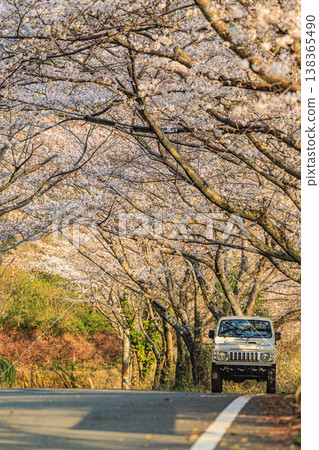 A road lined with cherry blossom trees and a Suzuki Jimny: A Japanese landscape enveloped in spring. 138365490