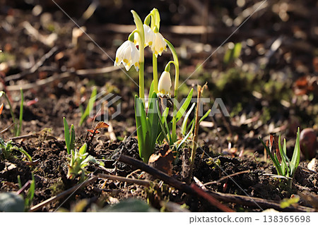 Delicate first shoots of snowdrops with dewdrops after rain in a spring garden. Abstract floral background with a blurred background and bokeh effect. Spring arrival concept, floral card, Delicate first shoots of snowdrops with dewdrops after rain in a spring garden. Abstract floral background with a blurred background and bokeh effect. Spring arrival concept, floral card, 138365698