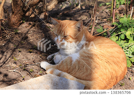 Fluffy plump cat sleeps in the garden. A funny spring card or banner for your screen. The concept expresses compassion and assistance for homeless animals and promotes the survival of cats 138365706