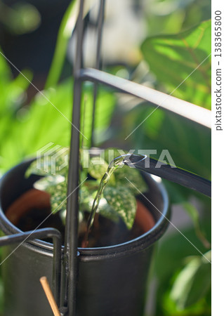 Close up of water pouring from spout into potted houseplant 138365800