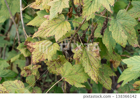 Damaged plant foliage, a currant bush showing signs of leaf spot and wilting, indicating plant health and agricultural problems Damaged plant foliage, a currant bush showing signs of leaf spot and wilting, indicating plant health and agricultural problems 138366142