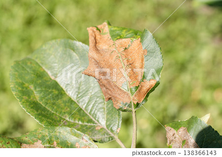 Apple tree leaf damaged by disease or pest, with brown dry spots from fungal infection or insect activity. Agricultural issues, climate impacts Apple tree leaf damaged by disease or pest, with brown dry spots from fungal infection or insect activity. Agricultural issues, climate impacts 138366143