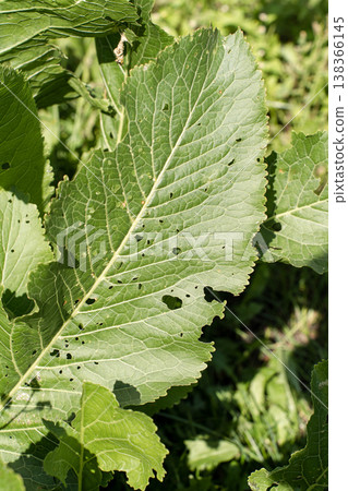Horseradish plant leaves with holes from insect damage, illustrating common issues in organic gardening and pest control Horseradish plant leaves with holes from insect damage, illustrating common issues in organic gardening and pest control 138366145