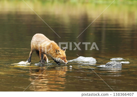 Rex fox (Vulpes vulpes) male in river. Male of red fox in the river with stones. Animal in nature habitat, Czech republic Rex fox (Vulpes vulpes) male in river. Male of red fox in the river with stones. Animal in nature habitat, Czech republic 138366407