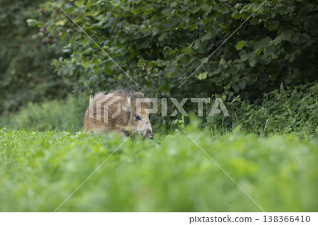 Young Wild boar, Sus scrofa, in the green meadow hillock with meadow in background, Czech republic, wild pig in summer. Wildlife scene from nature. Young Wild boar, Sus scrofa, in the green meadow hillock with meadow in background, Czech republic, wild pig in summer. Wildlife scene from nature. 138366410