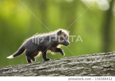 Young red fox cub (Vulpes vulpes) exploring its natural habitat on fallen logs. A small red fox cub is cautiously navigating through its forest environment, Czech republic Young red fox cub (Vulpes vulpes) exploring its natural habitat on fallen logs. A small red fox cub is cautiously navigating through its forest environment, Czech republic 138366412