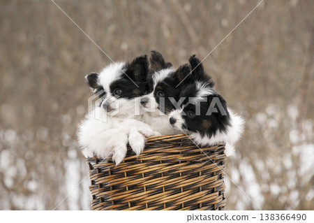 Cute Continental Toy Spaniel pups huddled together in a basket. Fluffy pets with distinctive butterfly ears in a natural setting Cute Continental Toy Spaniel pups huddled together in a basket. Fluffy pets with distinctive butterfly ears in a natural setting 138366490