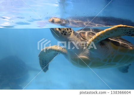 Sea turtle swimming elegantly Sea turtle swimming elegantly 138366604