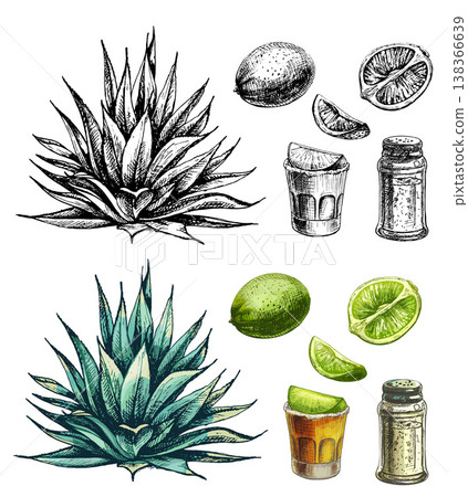 Cactus blue agave. Vector vintage hatching color illustration. Isolated on white 138366639