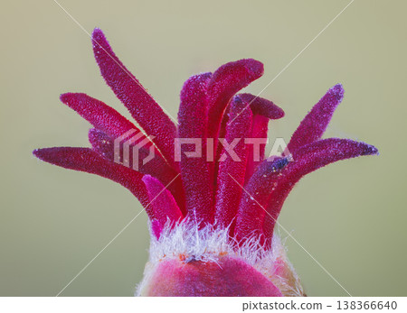 Closeup of a Corylus avellana, the Common Hazel. Here is the female flower in early spring Closeup of a Corylus avellana, the Common Hazel. Here is the female flower in early spring 138366640