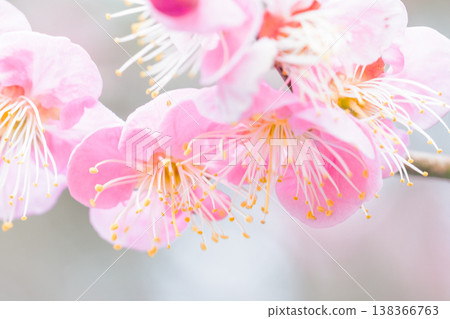 The wildflowers around the house, a variety of seasons. Beautiful pink plum blossoms have bloomed in the plum grove in early spring. Plum blossoms herald the arrival of spring. 138366763