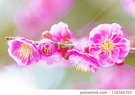 屋子周圍的野花，四季各異。早春時節，梅樹林裡盛開著美麗的粉紅色梅花。梅花預示著春天的到來。 138366765