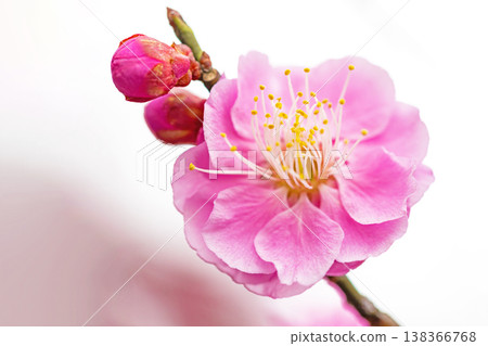 屋子周圍的野花,四季各異。早春時節,梅樹林裡盛開著美麗的粉紅色梅花。梅花預示著春天的到來。 屋子周圍的野花,四季各異。早春時節,梅樹林裡盛開著美麗的粉紅色梅花。梅花預示著春天的到來。 138366768