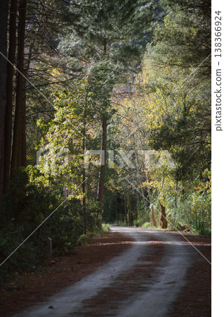 landscape rural dirt road in the forest landscape rural dirt road in the forest 138366924