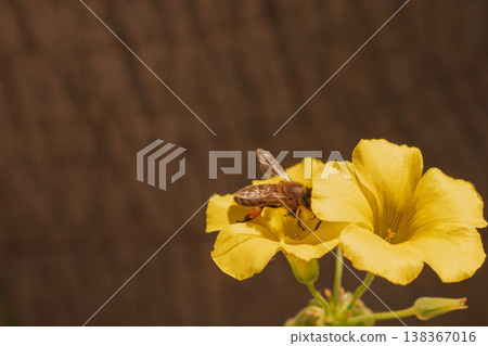 Organic honey production concept with bee on yellow wildflower. Honeybee gathering nectar Organic honey production concept with bee on yellow wildflower. Honeybee gathering nectar 138367016