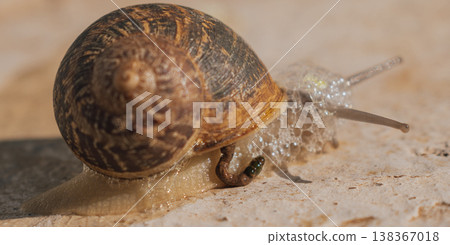 Macro shot of garden snail defecating on stone surface, close up of mollusk excrement process in nature, biological physiology and wildlife life cycle Macro shot of garden snail defecating on stone surface, close up of mollusk excrement process in nature, biological physiology and wildlife life cycle 138367018