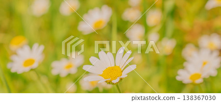 Blooming chamomile field with selective focus on a central daisy. Sunny meadow landscape with soft bokeh, vibrant green grass, and a peaceful spring atmosphere Blooming chamomile field with selective focus on a central daisy. Sunny meadow landscape with soft bokeh, vibrant green grass, and a peaceful spring atmosphere 138367030