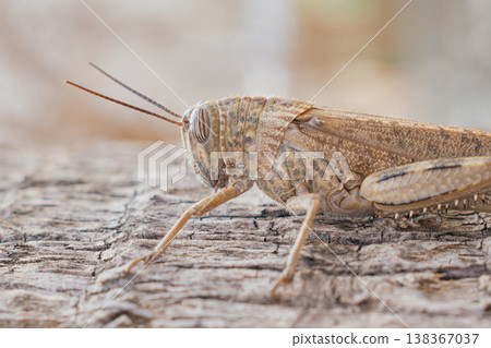 Side-profile macro of an Egyptian locust perfectly camouflaged against ancient palm bark, revealing detailed anatomy, textured exoskeleton and natural patterns in warm sunlight Side-profile macro of an Egyptian locust perfectly camouflaged against ancient palm bark, revealing detailed anatomy, textured exoskeleton and natural patterns in warm sunlight 138367037