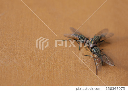 Macro shot of three flies huddling on a textured brown background, creating a "secret meeting" metaphor. Minimalist composition with a large copy space on the left Macro shot of three flies huddling on a textured brown background, creating a "secret meeting" metaphor. Minimalist composition with a large copy space on the left 138367075