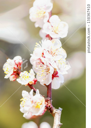 房子周圍的野花，四季更迭，早春的鄉村裡盛開著美麗的小花，白色的梅花宣告著春天的到來。 138367410