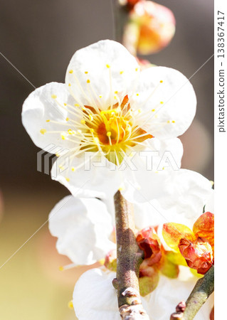 房子周圍的野花,四季更迭,早春的鄉村裡盛開著美麗的小花,白色的梅花宣告著春天的到來。 房子周圍的野花,四季更迭,早春的鄉村裡盛開著美麗的小花,白色的梅花宣告著春天的到來。 138367417