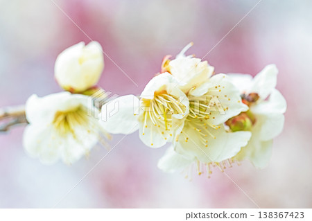 The wildflowers around the house, a variety of seasons, beautiful little flowers have bloomed in the early spring countryside, white plum blossoms announcing the arrival of spring. The wildflowers around the house, a variety of seasons, beautiful little flowers have bloomed in the early spring countryside, white plum blossoms announcing the arrival of spring. 138367423