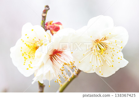 房子周圍的野花,四季更迭,早春的鄉村裡盛開著美麗的小花,白色的梅花宣告著春天的到來。 房子周圍的野花,四季更迭,早春的鄉村裡盛開著美麗的小花,白色的梅花宣告著春天的到來。 138367425