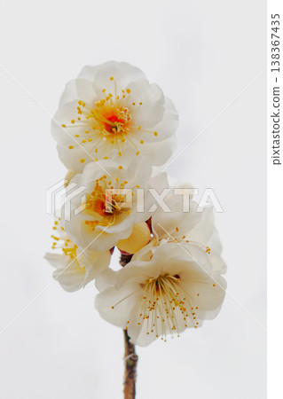 The wildflowers around the house, a variety of seasons, beautiful little flowers have bloomed in the early spring countryside, white plum blossoms announcing the arrival of spring. The wildflowers around the house, a variety of seasons, beautiful little flowers have bloomed in the early spring countryside, white plum blossoms announcing the arrival of spring. 138367435
